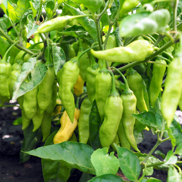 We grow hot peppers. - My, Pepper, Vegetable garden on the windowsill, cat, Longpost