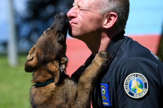 Gratitude - The photo, Dog, Police