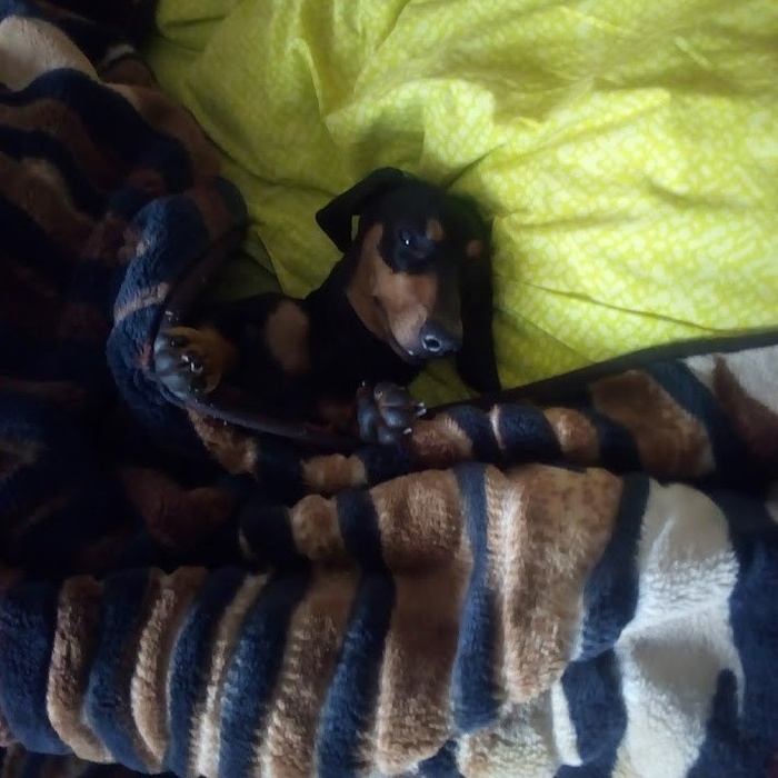 What about morning already? - Dachshund, My, Morning, Dog, Dog days