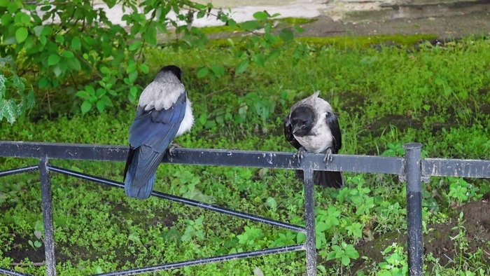 Вороны такие вороны | Пикабу