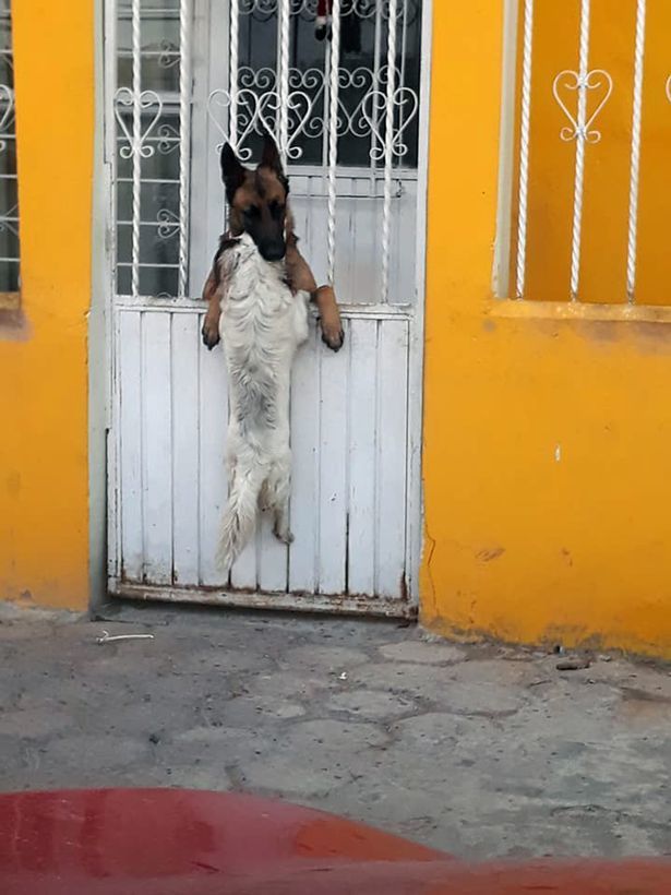 To you to me? - Dog, Kennel, Longpost