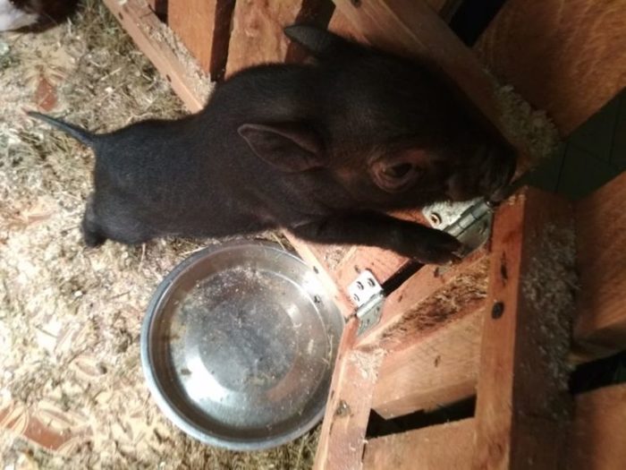 Spartacus :) - Mini Pig, Spartacus, news, Nickname