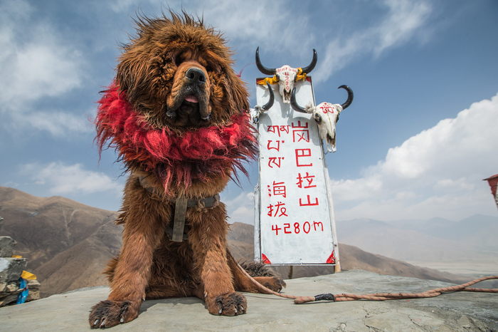 Tibet - My, Tibet, Himalayas, Everest, Tibetan mastiff, Buddhist monks, Longpost, Dog