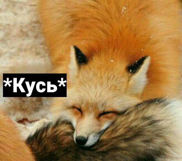 Love is a bite - Fox, Kus, Longpost