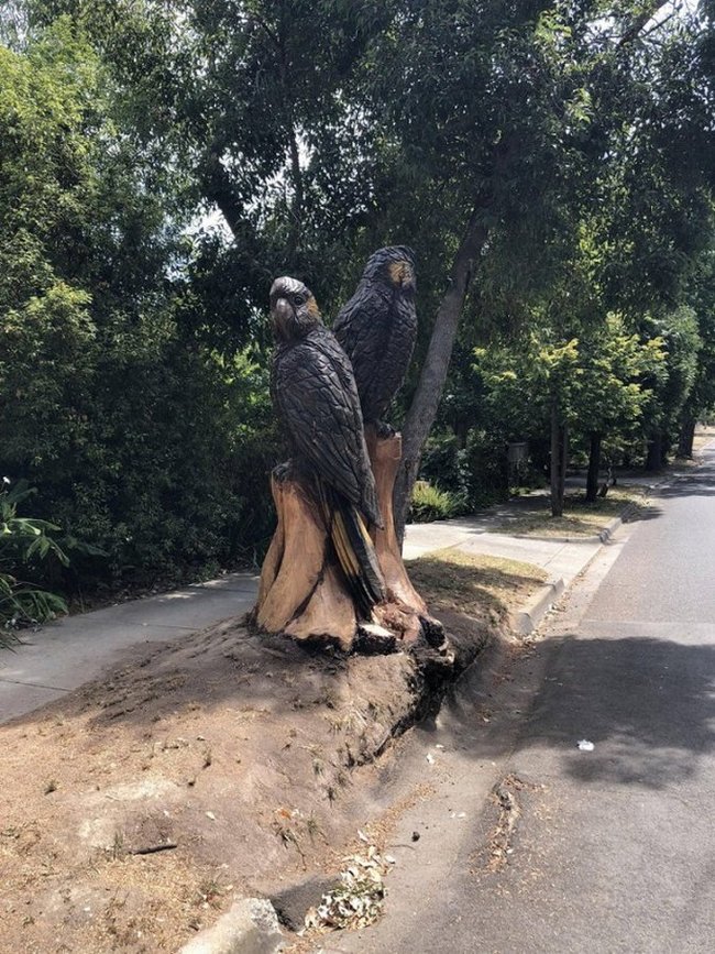 A tree fell on the street and a neighbor decided to create this masterpiece - Tree, Wood carving, A parrot, Birds