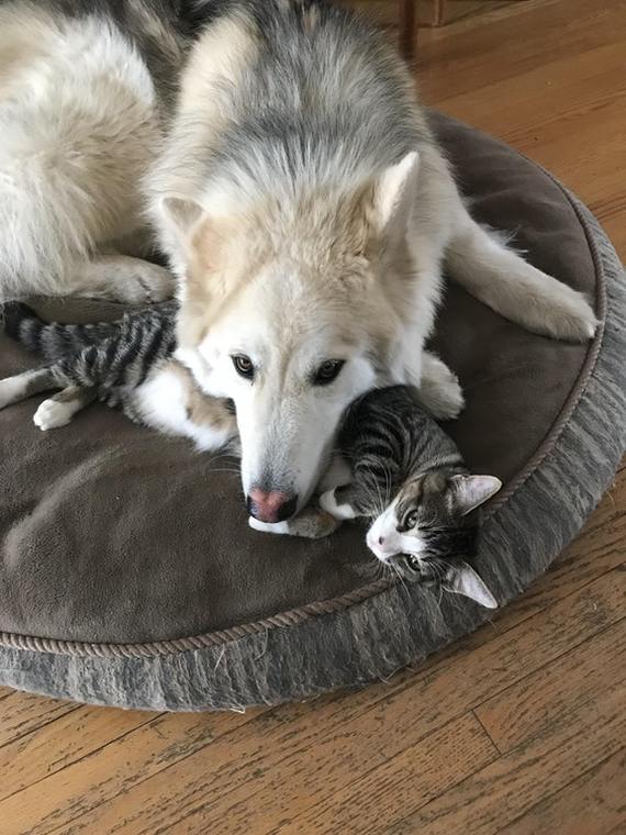 These two are inseparable and spend most of their day cuddling on their bed! - Dog, cat, Animals, Pets, Bed, Milota, Reddit