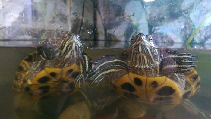   , - &quot;*  &quot;,.