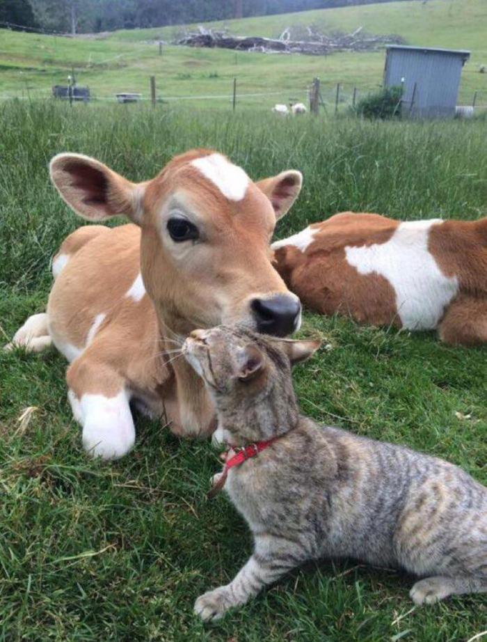 14 Really Weird Animal Friendships Caught on Camera - Animals, friendship, Longpost, cat, Dog