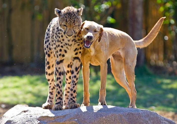 14 Really Weird Animal Friendships Caught on Camera - Animals, friendship, Longpost, cat, Dog