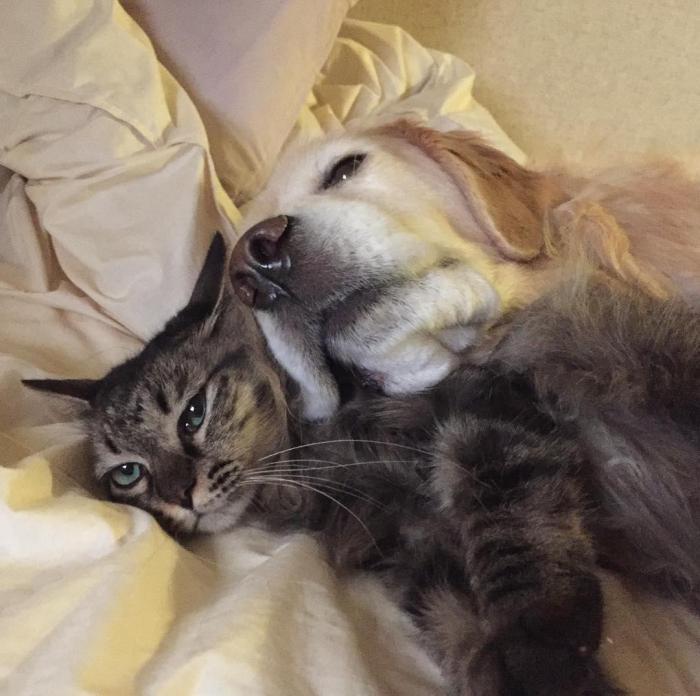 14 Really Weird Animal Friendships Caught on Camera - Animals, friendship, Longpost, cat, Dog