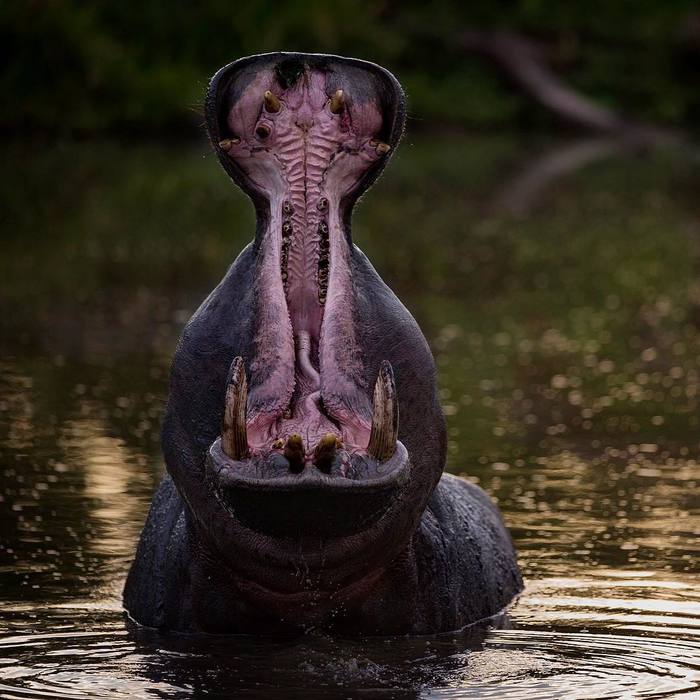 Just the mouth of a hippo. - , hippopotamus, To fall, The photo