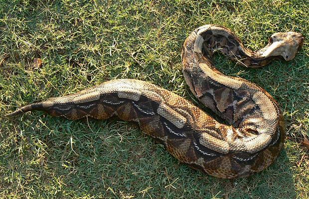Gaboon viper, or cassava - Snake, Gabonese viper, Not mine, Mat, Longpost, Diana Udovichenko