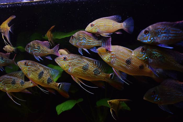     ,   Satanoperca daemon