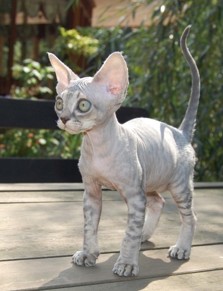 Kitty post. - cat, Longpost, Don Sphynx, Canadian sphinx, Catomafia