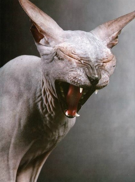 Kitty post. - Don Sphynx, Catomafia, cat, Canadian sphinx, Longpost