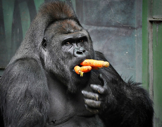 carotene addiction. - Monkey, Carrot, The photo, Not mine, Longpost