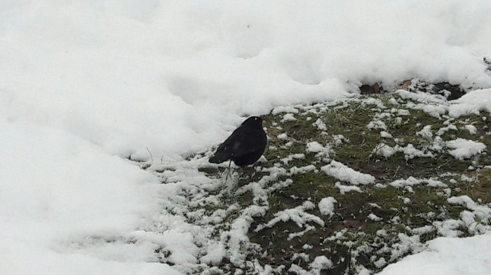 What kind of bird? - Birds, Nature, Kiev, The park, Feathered, Ornithology, Ornithology League, Longpost