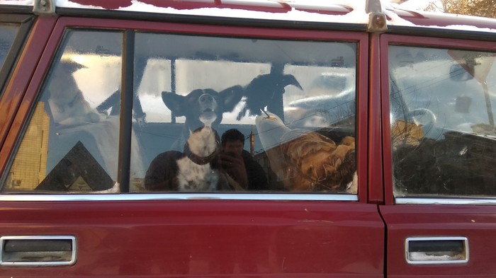 Three in a car... - My, Three from Prostokvashino, Pets, Dog, Crow