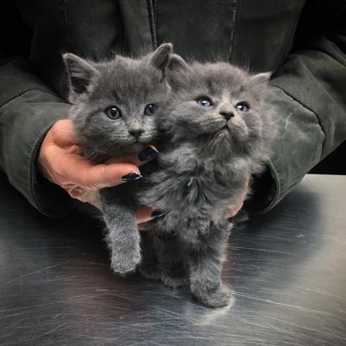 The happy story of two kittens rescued from deadly frost - Story, Kittens, cat, Responsiveness, , Longpost