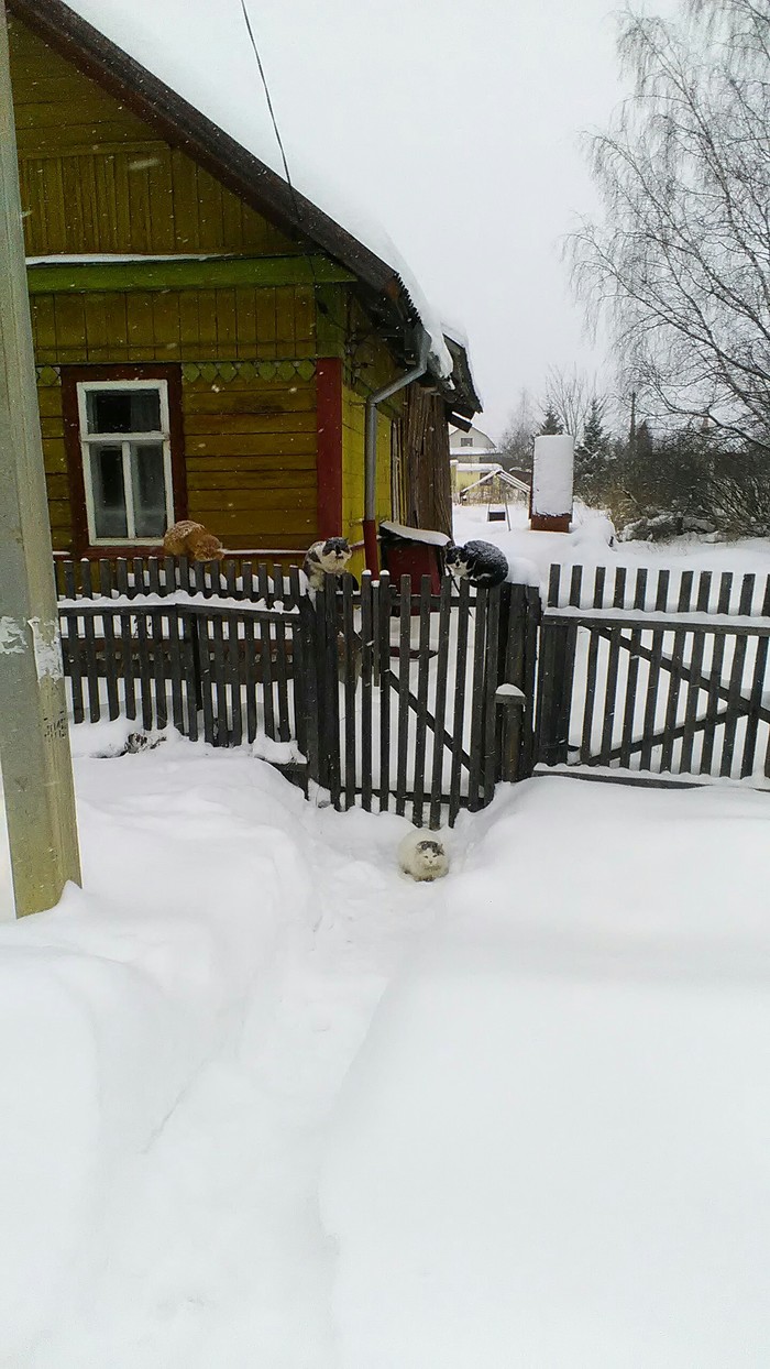 Sensitive supervision)) - My, cat, Snowfall, Dacha