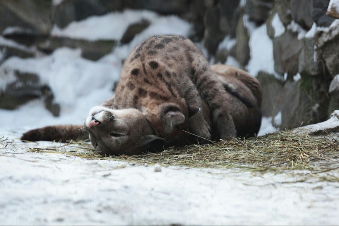 Novosibirsk Zoo - Novosibirsk, Zoo, Animals, Cat family