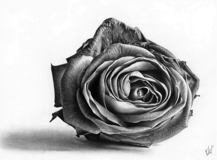 Drawing a rose with a simple pencil - My, Pencil, Flowers, Pencil drawing, Art, Painting, Vera Izotova, Drawing, Realism, Longpost