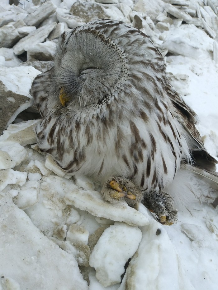 Birds - Owl, My, The photo, Birds, Irkutsk