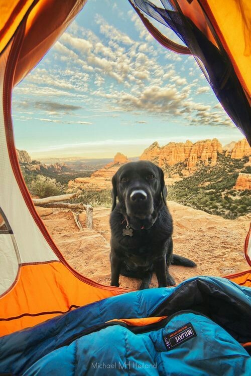 Take your dog with you - Pinterest, Dog, Friend, Tent, Backpack, A boat, Bonfire, Travels, Longpost