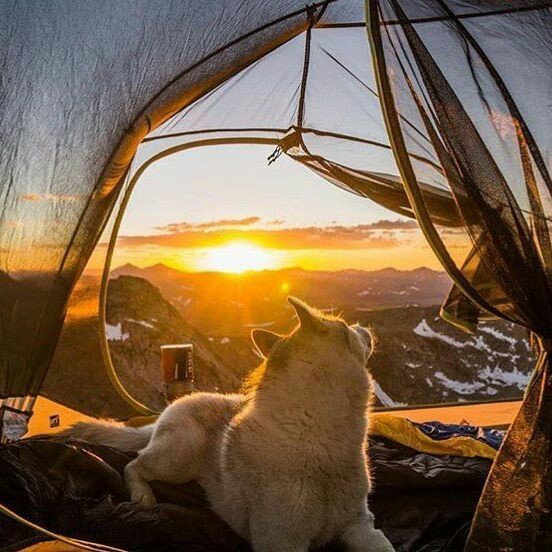 Take your dog with you - Pinterest, Dog, Friend, Tent, Backpack, A boat, Bonfire, Travels, Longpost