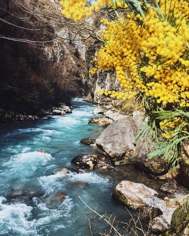 It's already spring in Sochi! - Russia, Nature, Spring