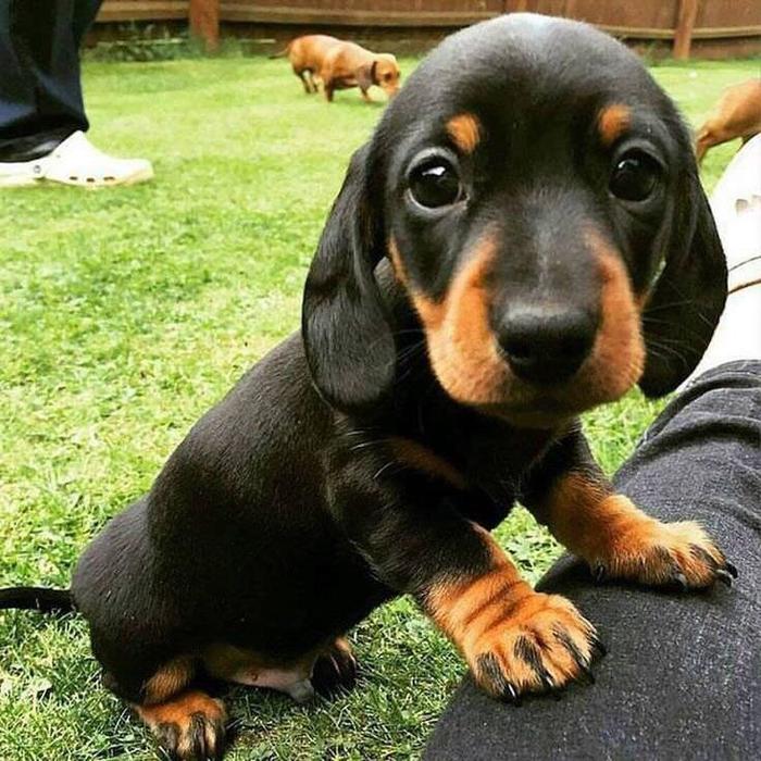 This is one of the cutest dachshund puppies I have ever seen. - Dachshund, Puppies, Milota
