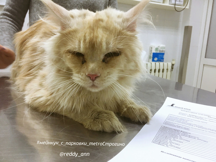 Maine Coon frozen to the Metro Strogino parking lot. - , Animal Rescue, cat, Maine Coon, Longpost