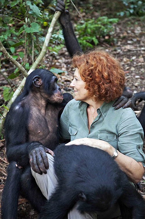 Заповедник “Lola ya Bonobo” в Конго - Заповедники и заказники, Конго, Обезьяна, Африка, Бонобо, Карликовые шимпанзе, Длиннопост