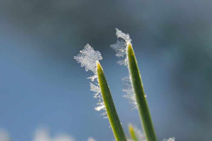 Winter brought beautiful snow - My, My, The photo, Macro, Canon, , Snow, Longpost, Macro photography