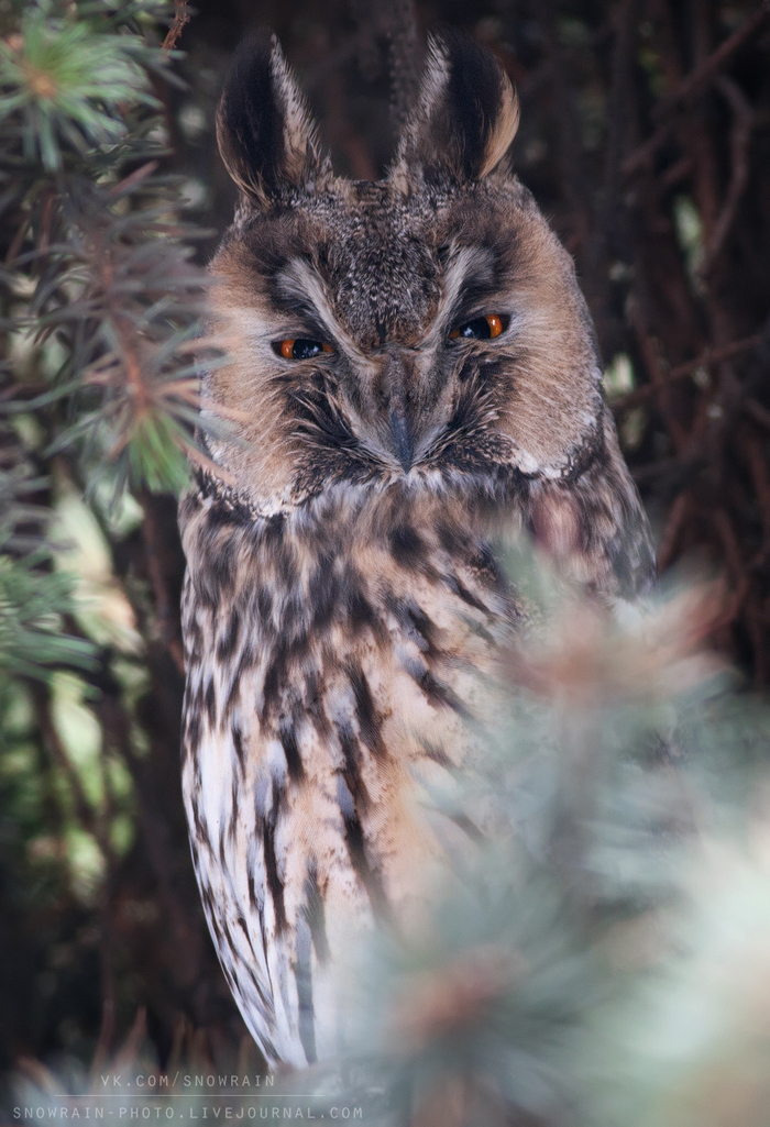Suspicious - Russia, wildlife, Owl, Eared, Looks, Suspicious