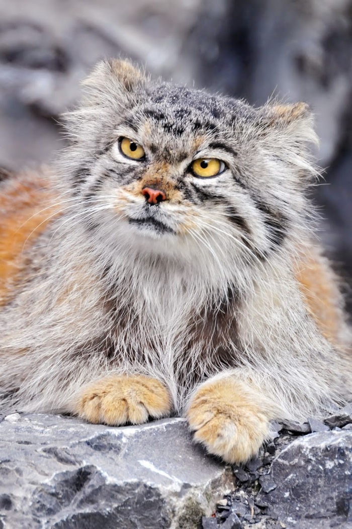 You rub me some kind of game ... - The photo, Animals, Pallas' cat, Muzzle