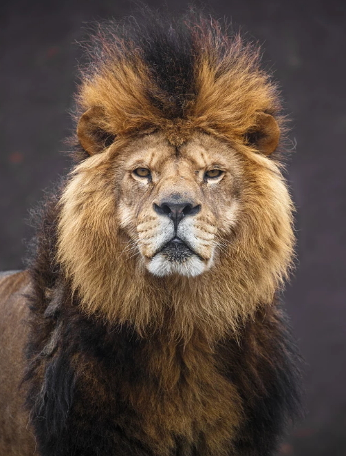 Lion's hair))) - a lion, Mane, bouffant