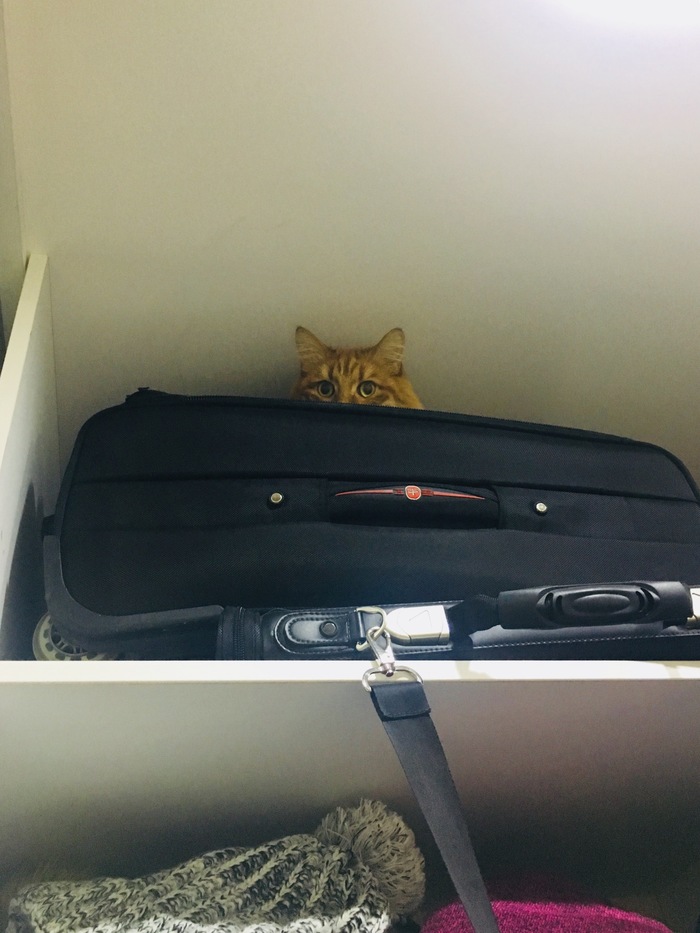 Hide and seek - My, cat, Redheads, Hide and seek