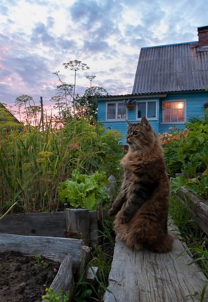 Meerkat in the country - cat, Summer, Dacha, Meerkat, The photo