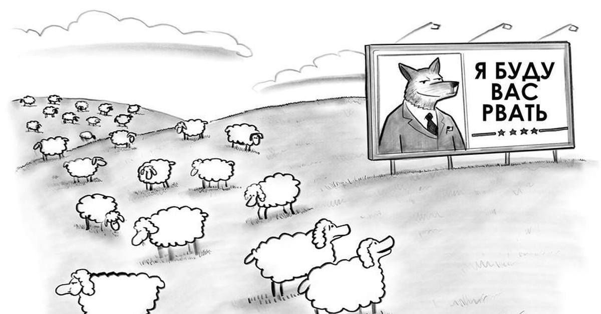 Пословица волки сыты овцы целы. Баран карикатура. Овца карикатура. Бараны на убой карикатура. Овцы в овечьем стаде карикатура.