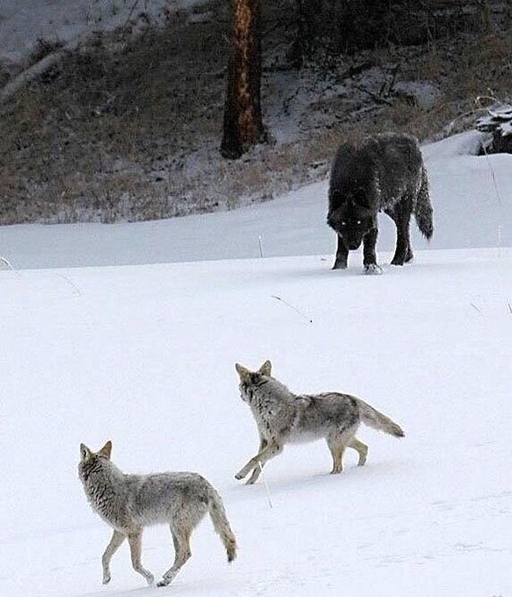 Wolf size compared to coyotes - Wolf, Coyote, Animals, Reddit