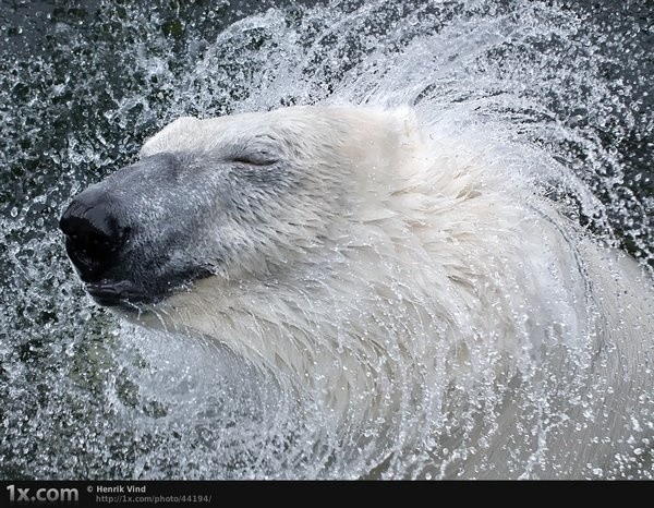 Polar bear - The Bears, Animals, The photo, Longpost, Polar bear