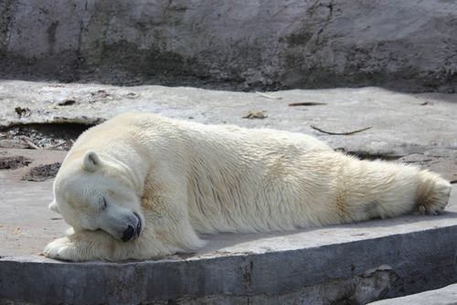 Polar bear - The Bears, Animals, The photo, Longpost, Polar bear