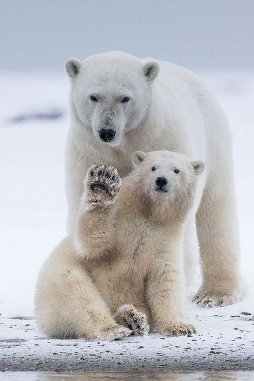 Polar bear - The Bears, Animals, The photo, Longpost, Polar bear