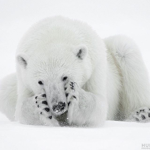 Polar bear - The Bears, Animals, The photo, Longpost, Polar bear