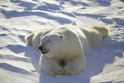 Polar bear - The Bears, Animals, The photo, Longpost, Polar bear