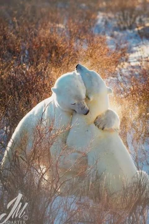 Polar bear - The Bears, Animals, The photo, Longpost, Polar bear