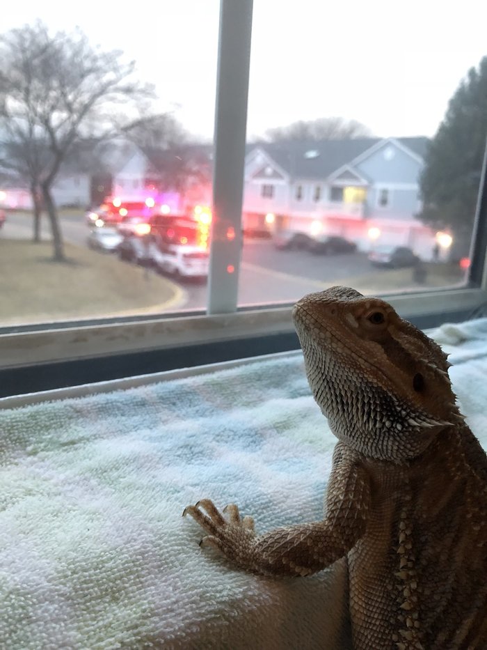 I think my lizard may have killed someone in that house. - Lizard, Reddit, Humor