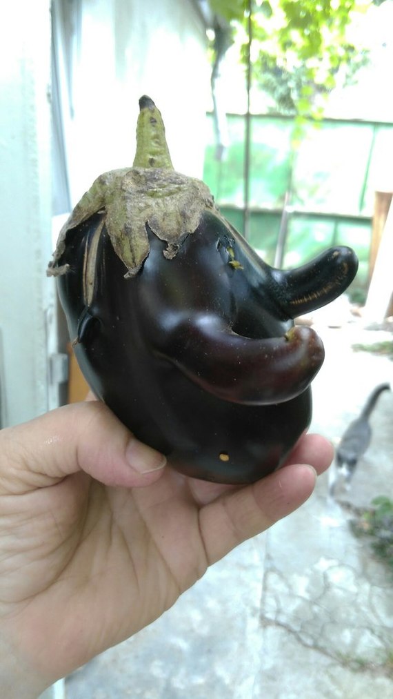 Mr Eggplant. - My, Eggplant, Vegetables, , Humor, Health