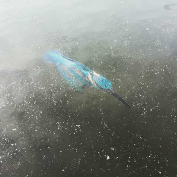 Frozen kingfisher - Ice, Birds, Frozen in the ice